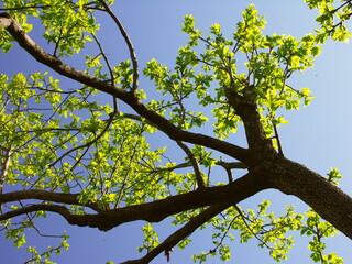 若葉を付けた春の柿の木と青空