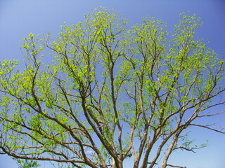 春の芽吹きの高木と青空