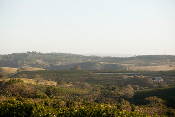 Fototapeta na wymiar View of a coffee plantation in brazil, south america.