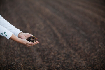 Hand of a farmer holding coffee beans at a coffee plantation in brazil, south america.