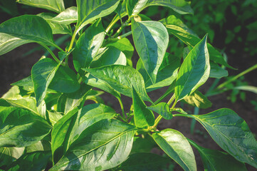 Obraz premium Close-up of a green bell pepper bush during the beginning of flowering. Selective focus