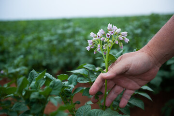 Hand of a farmer holding a potato plant on green drills or rows of potatoes growing at a plantation in Brazil. The plants are tall, rich green with lots of leaves.