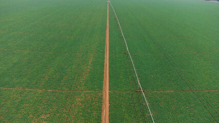 Aerial View of Green drills or rows of potatoes growing at a plantation in Brazil. The plants are tall, rich green with lots of leaves.