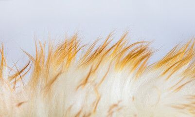 Close up of white fur with yellow tips.