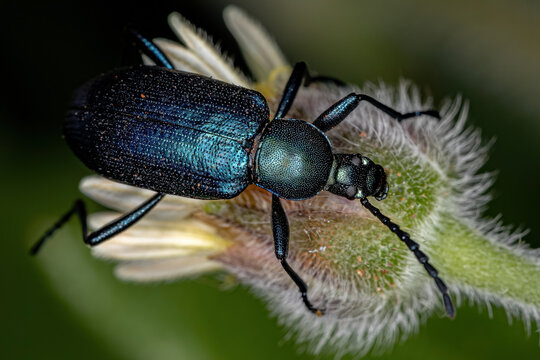 Adult Comb-clawed Darkling Beetle