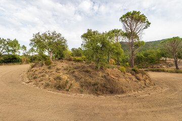 Fototapeta premium unpaved dirt road in in Mediterranean scrubland