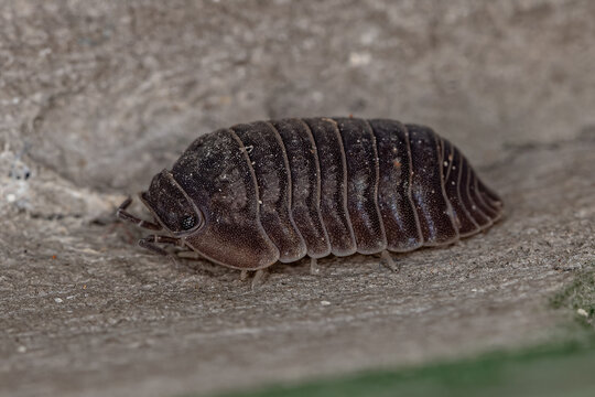 Little Sea Pill Woodlouse