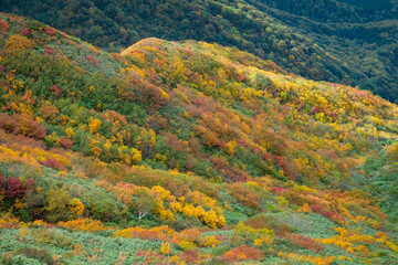 日本の秋の山