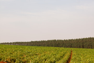 Fototapeta premium Aerial View of Green drills or rows of potatoes growing at a plantation in Brazil. The plants are tall, rich green with lots of leaves.