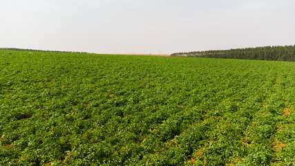 Fototapeta na wymiar Aerial View of Green drills or rows of potatoes growing at a plantation in Brazil. The plants are tall, rich green with lots of leaves.