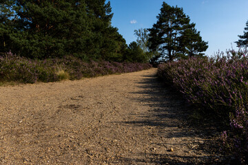 Fototapeta premium Wanderweg mit blühender Heide in der Fischbeker Heide