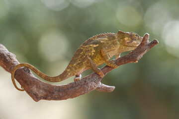 Little Chameleon on Branch