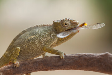 Little Chameleon on Branch