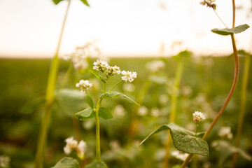 Green drills or rows of potatoes growing at a plantation in Brazil. The plants are tall, rich green with lots of leaves.