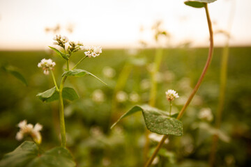 Green drills or rows of potatoes growing at a plantation in Brazil. The plants are tall, rich green with lots of leaves.