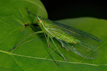 Foto op Plexiglas Adult Green Dictyopharid Planthopper Insect © ViniSouza128