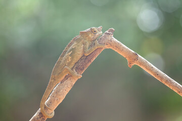Little Chameleon on Branch
