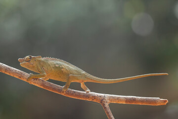 Little Chameleon on Branch