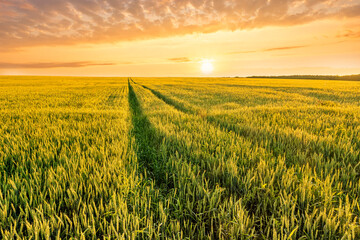 Amazing view at beautiful summer golden wheaten field with beautiful sunny sky on background, rows leading far away, valley landscape © Yaroslav