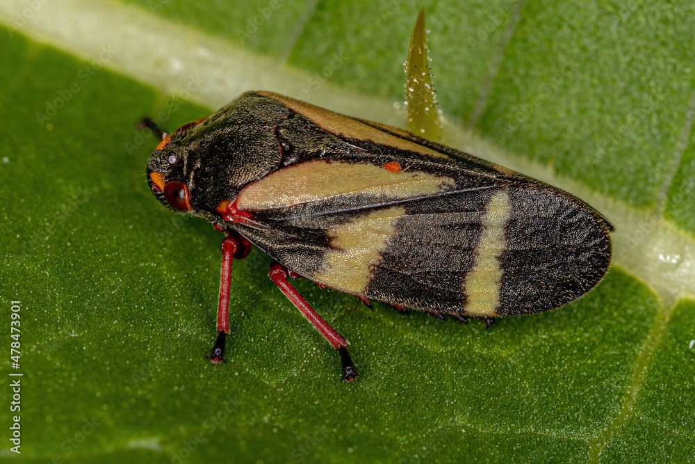 Wall mural Adult Froghopper Insect