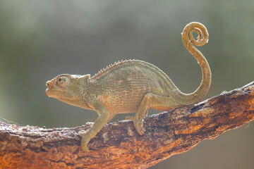 Little Chameleon on Branch