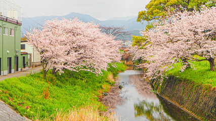 川沿いに咲いていた美しい桜の風景