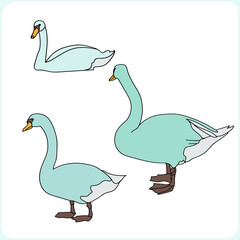 Graphic sketch. Swans. Pattern.Image on white and colored background.