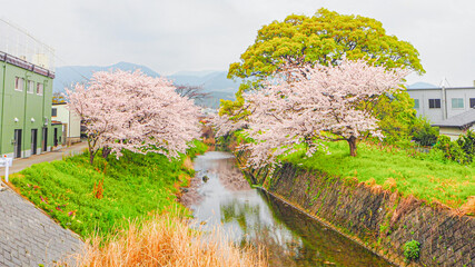 川沿いに咲いていた美しい桜の風景