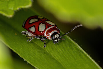 Adult Flea Beetle