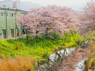 川沿いに咲いていた美しい桜の風景