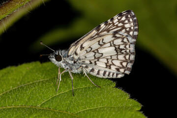 Adult Orcus Checkered-Skipper Moth