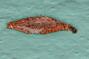 Small Caterpillar Moth