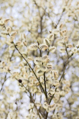 Blooming fluffy willow twigs, the beginning of spring