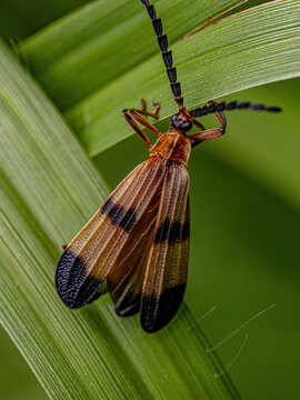 Adult Net-winged Beetle