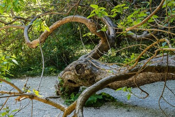 Tree trunk of unusual curved shape with young green leaves on crown against a blurred background of greenery of park. Trunk of tree is horizontal to surface. Adler arboretum 