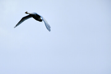 Soaring swan, 2021/12/26j