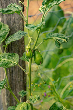 scarlet eggplant plant of the species Solanum aethiopicum