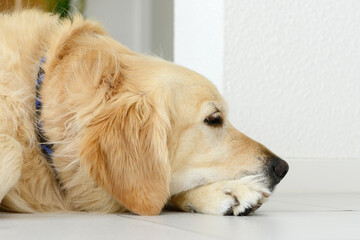 golden retriever dog lying and sleep on white tile