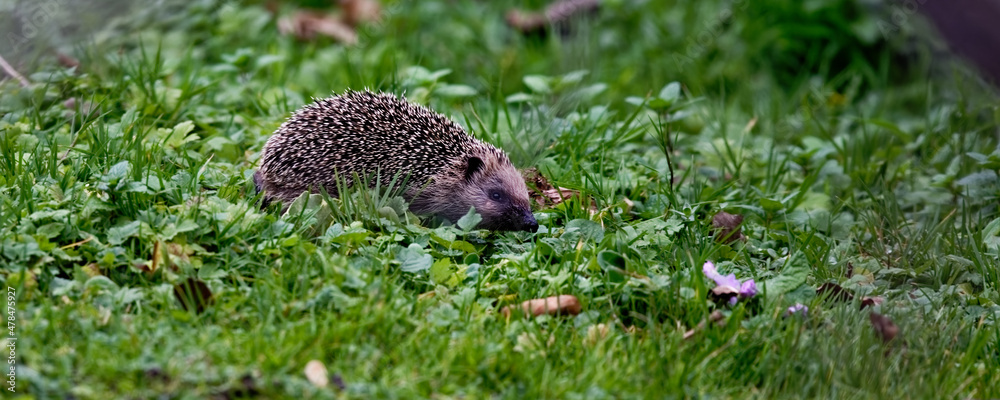 Sticker hérisson - erinaceus europaeus