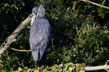 herons - Ardea cinerea