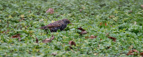 Étourneau sansonnet - Sturnus vulgaris 