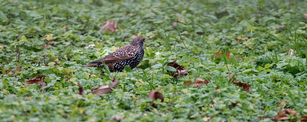 Étourneau sansonnet - Sturnus vulgaris 