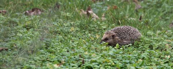 hérisson - Erinaceus europaeus ©  - Erick M - 