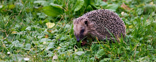hérisson - Erinaceus europaeus ©  - Erick M - 