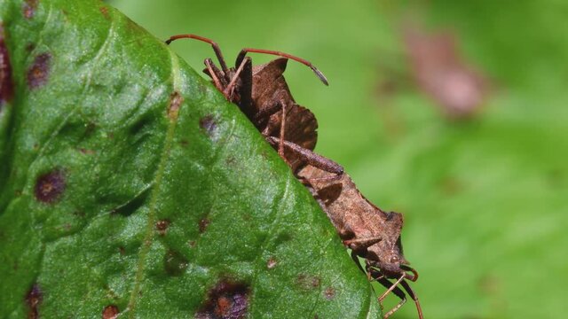 Dock Bug or Dock Leaf Bug, Coreus marginatus