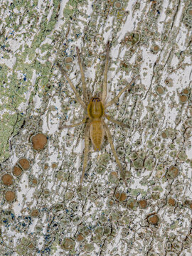 Small Green Ghost Spider