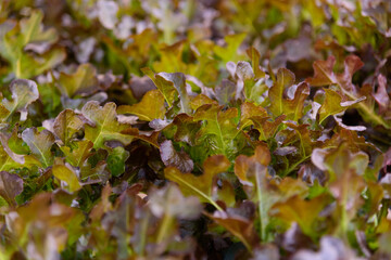 closeup to fresh Red Oak Lettuce in hydroponics system pipe