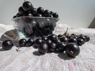 Close-up shot of perfect ripe blackcurrants (ribes nigrum) on the white tablecloth and in the glass bowl in bright sunlight. Healthy snack