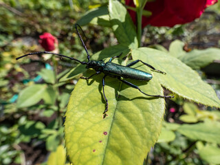 Macro shot of adult musk beetle (Aromia moschata) with very long antennae and coppery and greenish metallic tint on green leaf surrounded with green vegetation in summer