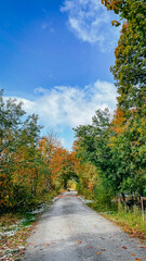 Ein Waldweg im Herbst